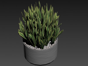 Plants collection 507 3D Model