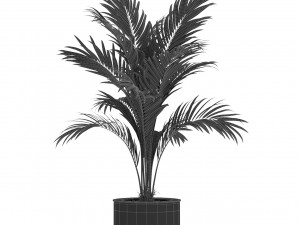 Plants collection 508 3D Модель