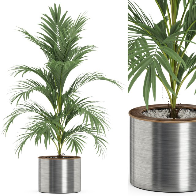 Plants collection 509 3D Model .c4d .max .obj .3ds .fbx .stl .blend 