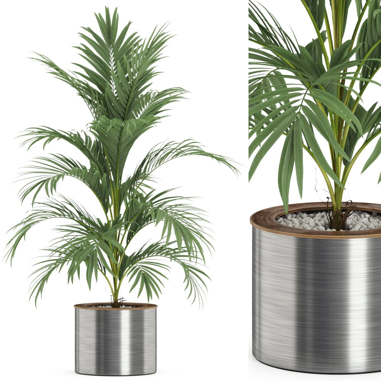 Plants collection 509 3D Model .c4d .max .obj .3ds .fbx .stl .blend 
