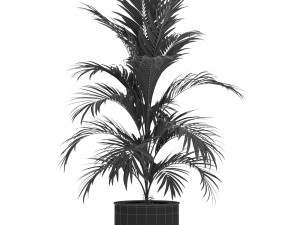 Plants collection 509 3D Model