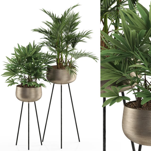 Plants collection 514 Modelo 3D .c4d .max .obj .3ds .fbx .stl .blend 
