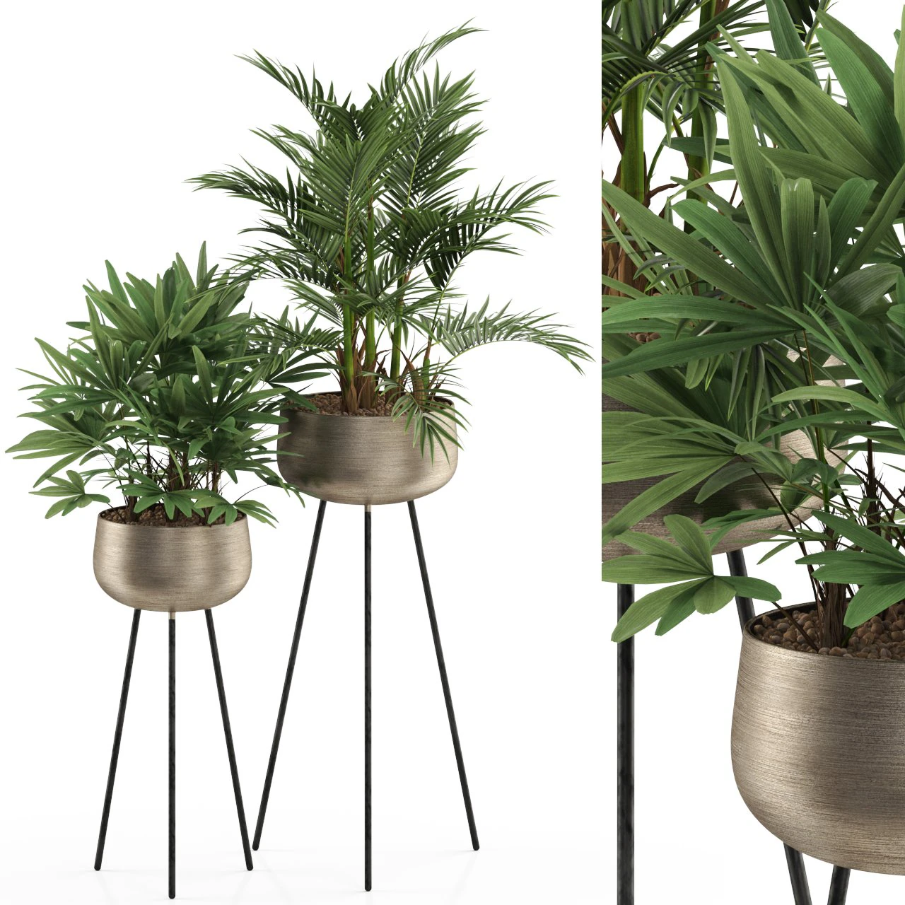 Plants collection 514 3D Model .c4d .max .obj .3ds .fbx .stl .blend 
