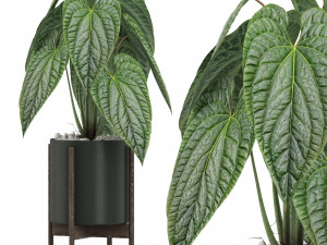 Plants collection 516 3D 모델