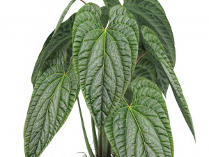 Plants collection 516 3D 모델