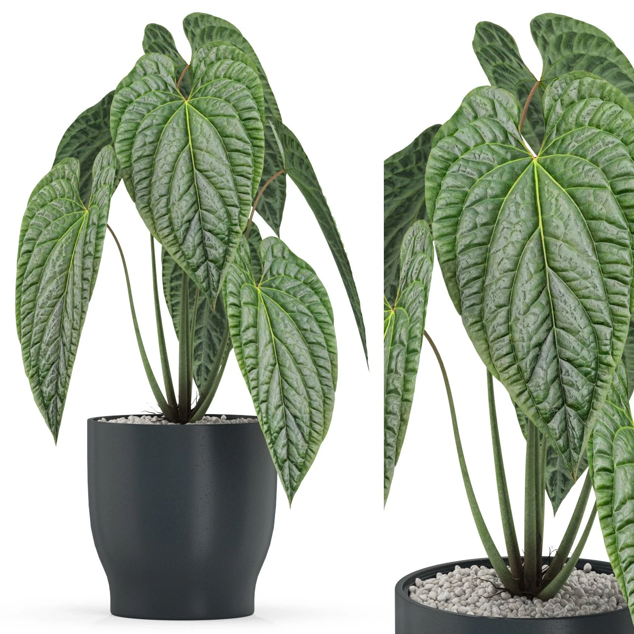 Plants collection 517 3D Model .c4d .max .obj .3ds .fbx .stl .blend 