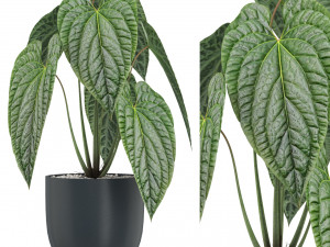 Plants collection 517 3D Модель
