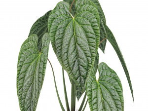 Plants collection 517 Modello 3D
