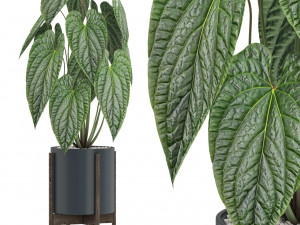 Plants collection 518 Modello 3D