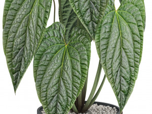 Plants collection 518 3D Model
