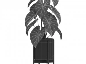 Plants collection 519 3D Model