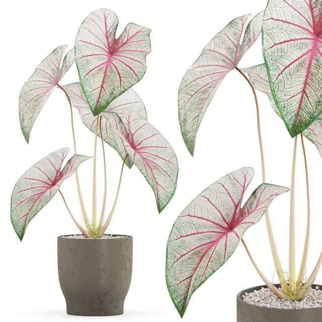 Plants collection 521 3D Модель .c4d .max .obj .3ds .fbx .stl .blend 