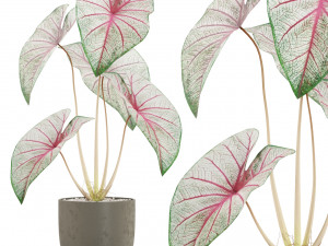Plants collection 521 3Dモデル