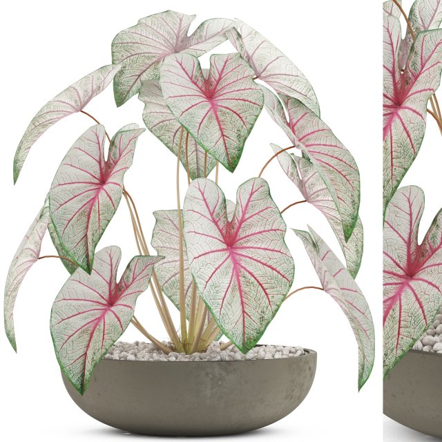 Plants collection 522 3D 모델 .c4d .max .obj .3ds .fbx .stl .blend 
