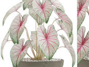 Plants collection 522 3D Model