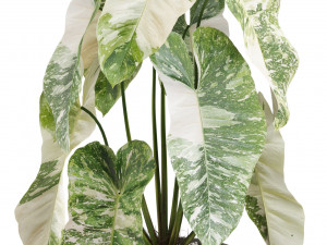 Plants collection 522 Model 3D