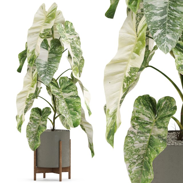 Plants collection 523 3D Model .c4d .max .obj .3ds .fbx .stl .blend 