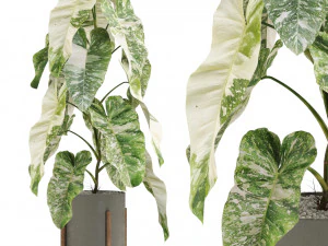 Kolekcja roślin 523 Model 3D