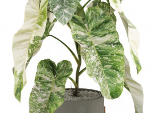 Plants collection 523 3D Model