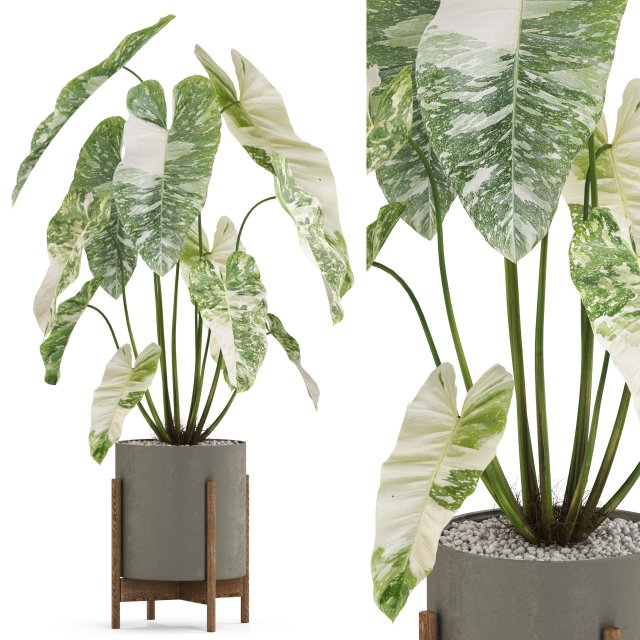 Plants collection 524 Modèle 3D .c4d .max .obj .3ds .fbx .stl .blend 