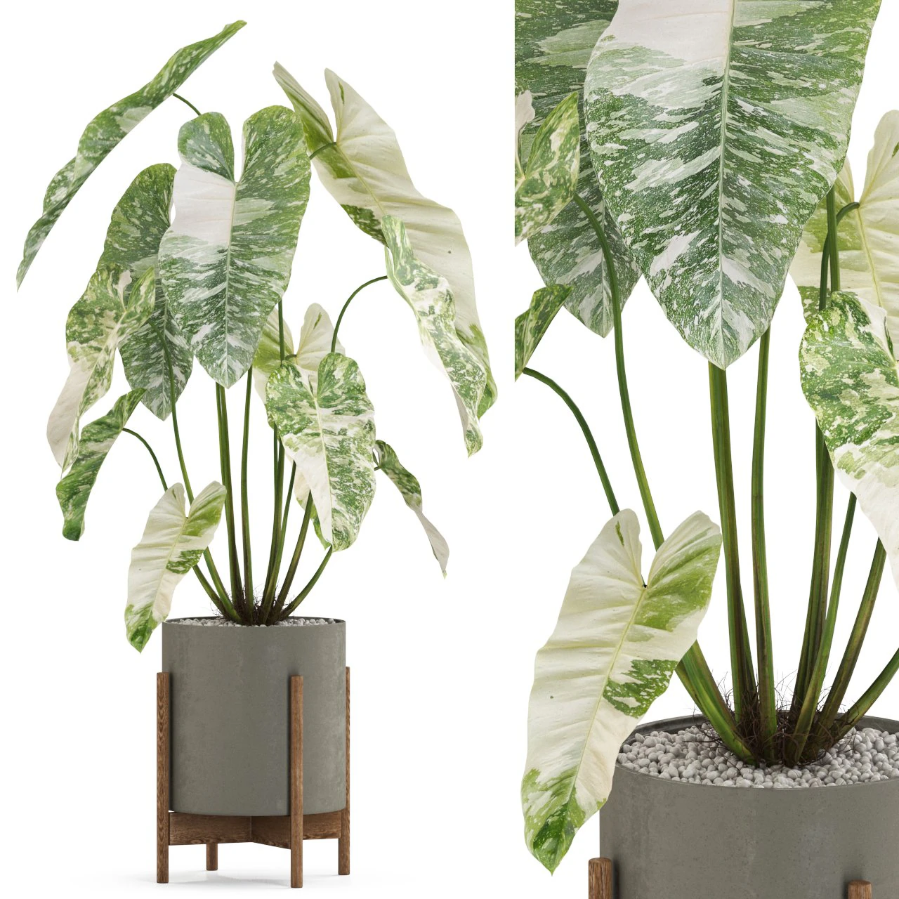 Kolekcja roślin 524 Model 3D .c4d .max .obj .3ds .fbx .stl .blend 