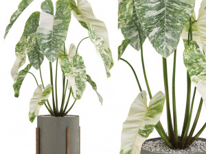 Plants collection 524 Modelo 3D