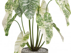 Plants collection 524 Modèle 3D