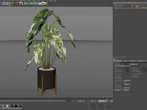 Plants collection 524 Modèle 3D