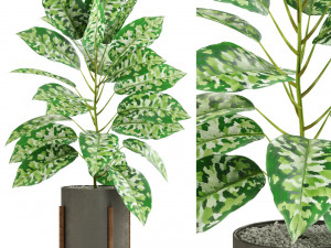 Plants collection 525 3D Модель