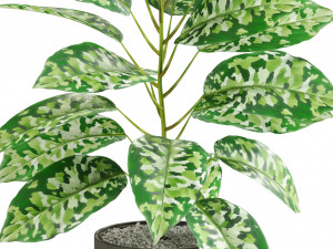 Plants collection 525 3D Model