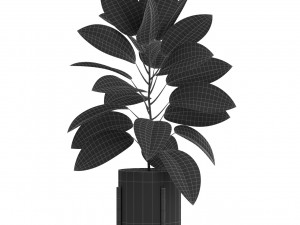 Plants collection 525 3D Model