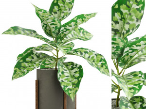 Plants collection 526 Modelo 3D