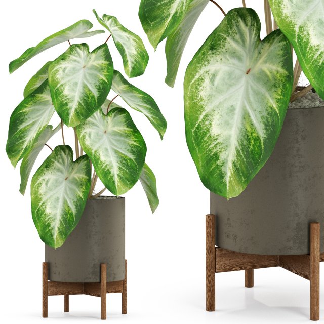 Plants collection 527 3D Model .c4d .max .obj .3ds .fbx .stl .blend 