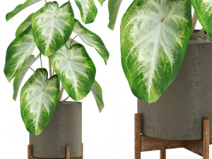 Kolekcja roślin 527 Model 3D