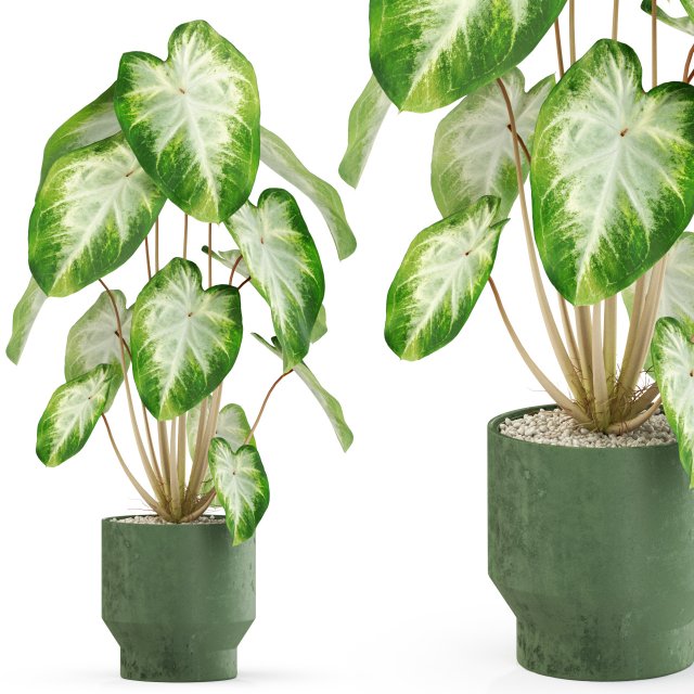 Plants collection 528 3D Model .c4d .max .obj .3ds .fbx .stl .blend