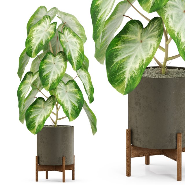 Plants collection 529 Modèle 3D .c4d .max .obj .3ds .fbx .stl .blend 