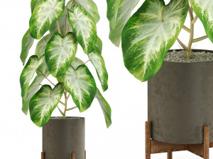 Plants collection 529 3D 模型
