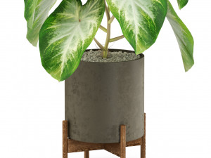 Plants collection 529 Modèle 3D