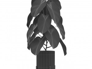 Plants collection 529 Modèle 3D