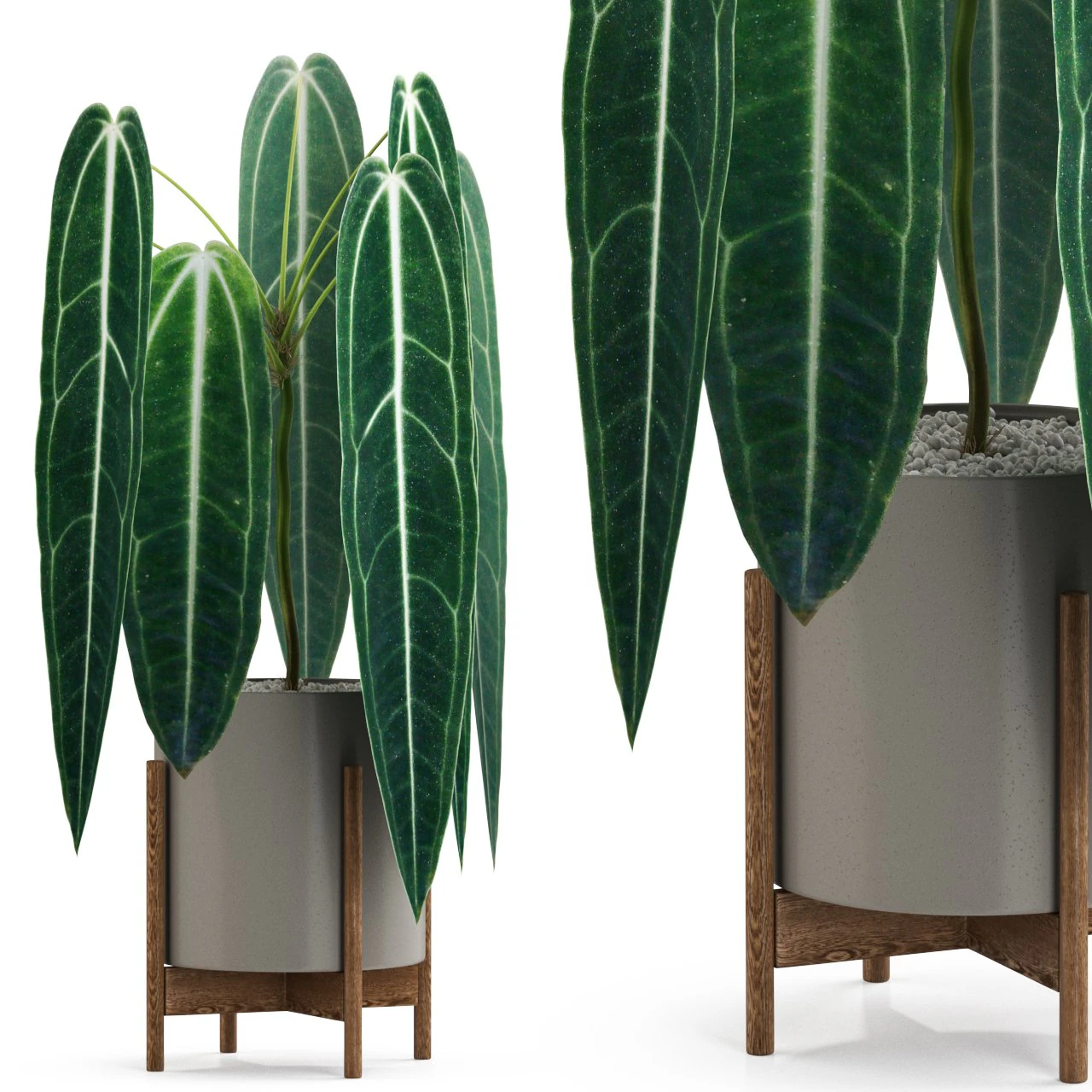 Plants collection 530 3D Model .c4d .max .obj .3ds .fbx .stl .blend 