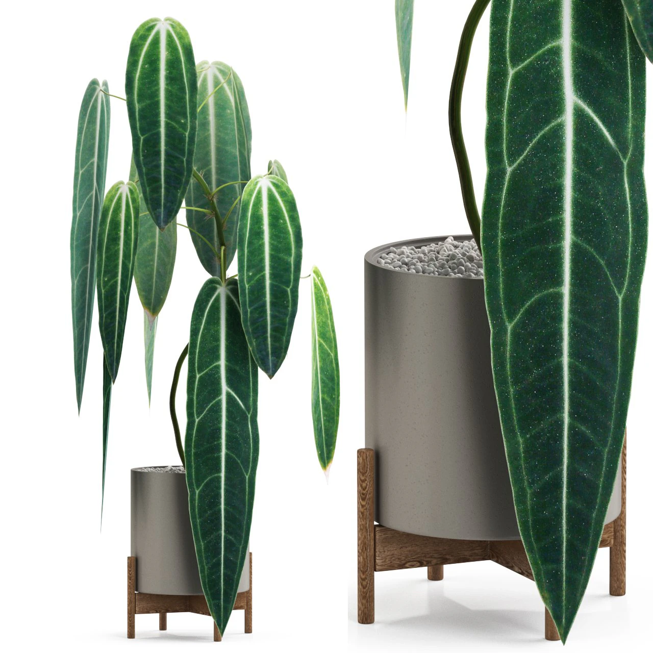 Plants collection 531 3D Model .c4d .max .obj .3ds .fbx .stl .blend 