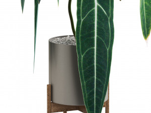 Plants collection 531 3D 模型