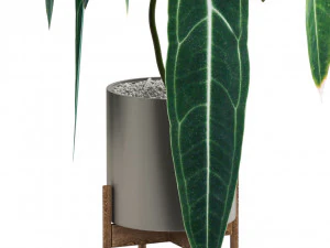 Plants collection 531 3D Model