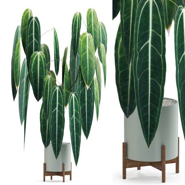 Plants collection 532 3D Model .c4d .max .obj .3ds .fbx .stl .blend 