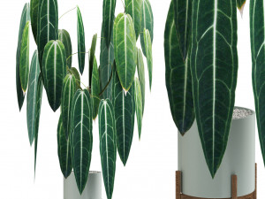Plants collection 532 3D Model