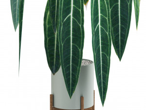 Plants collection 532 3D Model