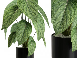 Collezione piante 533 Modello 3D