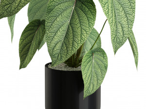 Plants collection 533 Modelo 3D