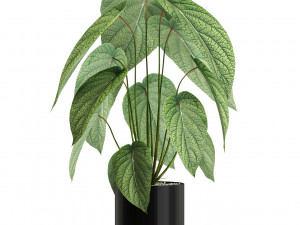 Plants collection 533 Modelo 3D