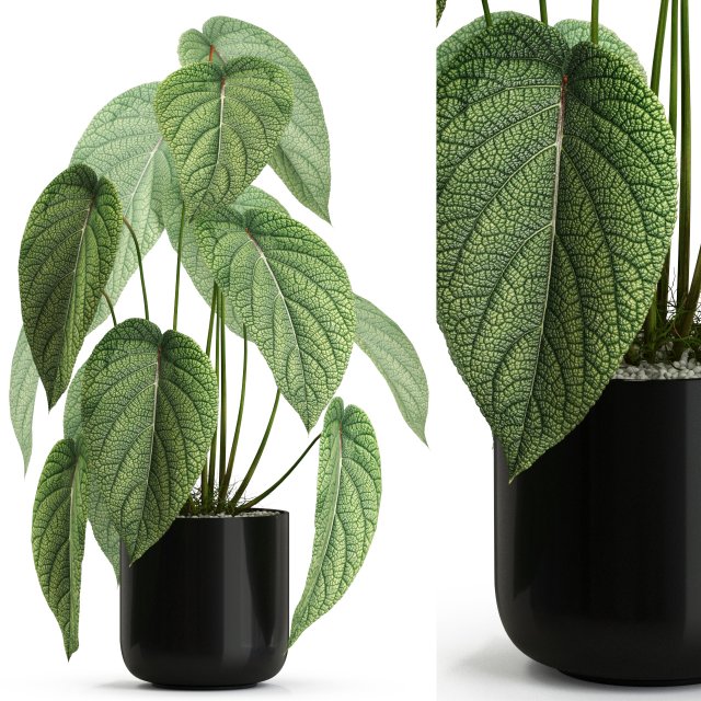 Plants collection 534 3D Model .c4d .max .obj .3ds .fbx .stl .blend 